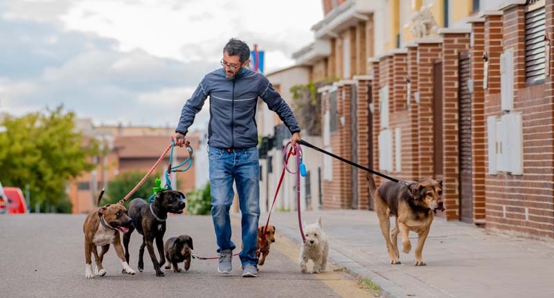 Leash Up for Fun, Settle In for Snuggles Your Trusted Pet Care Solution